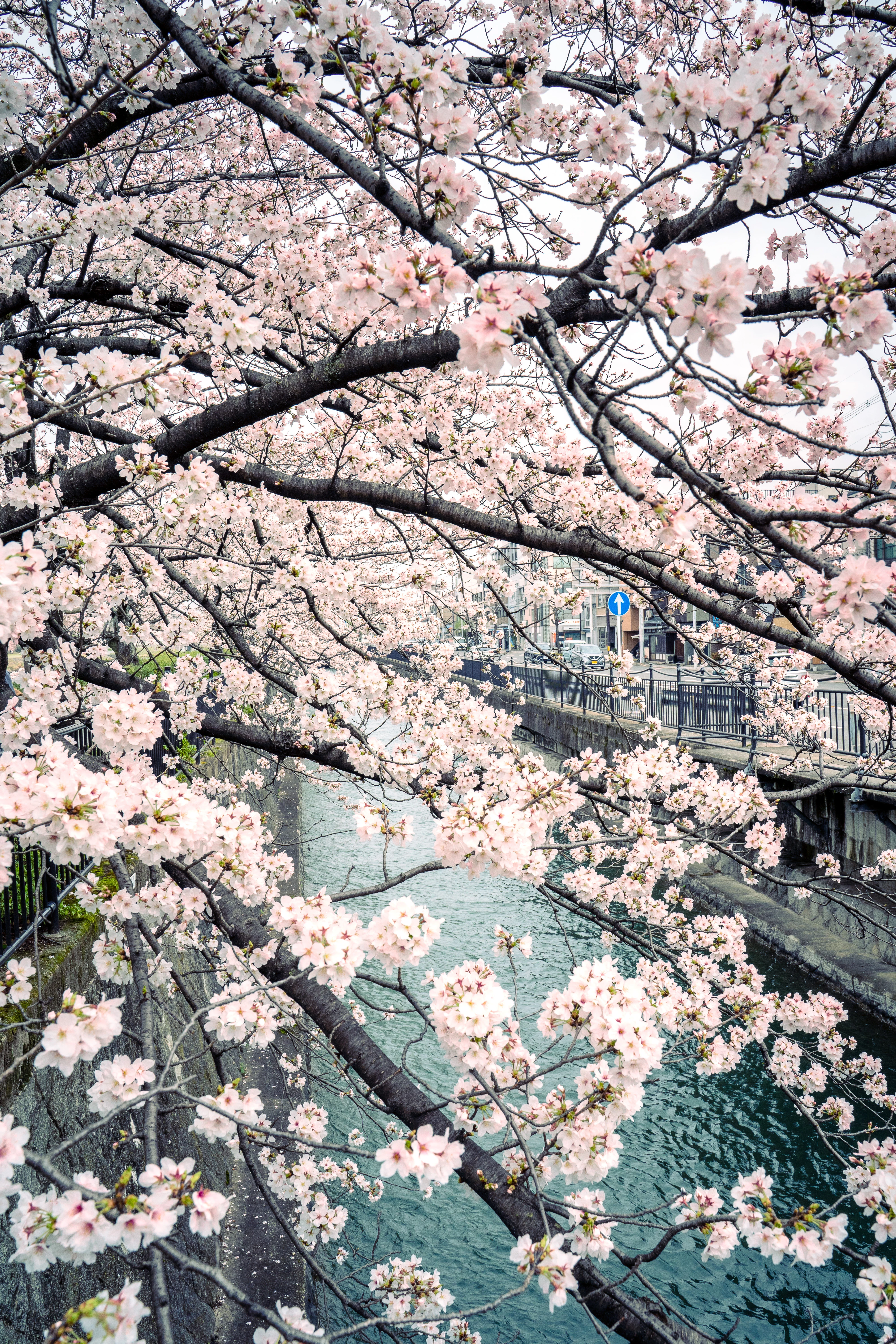 Blossoming Sakura Along a Tranquil River Canal